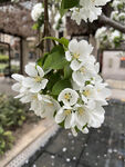 海棠花