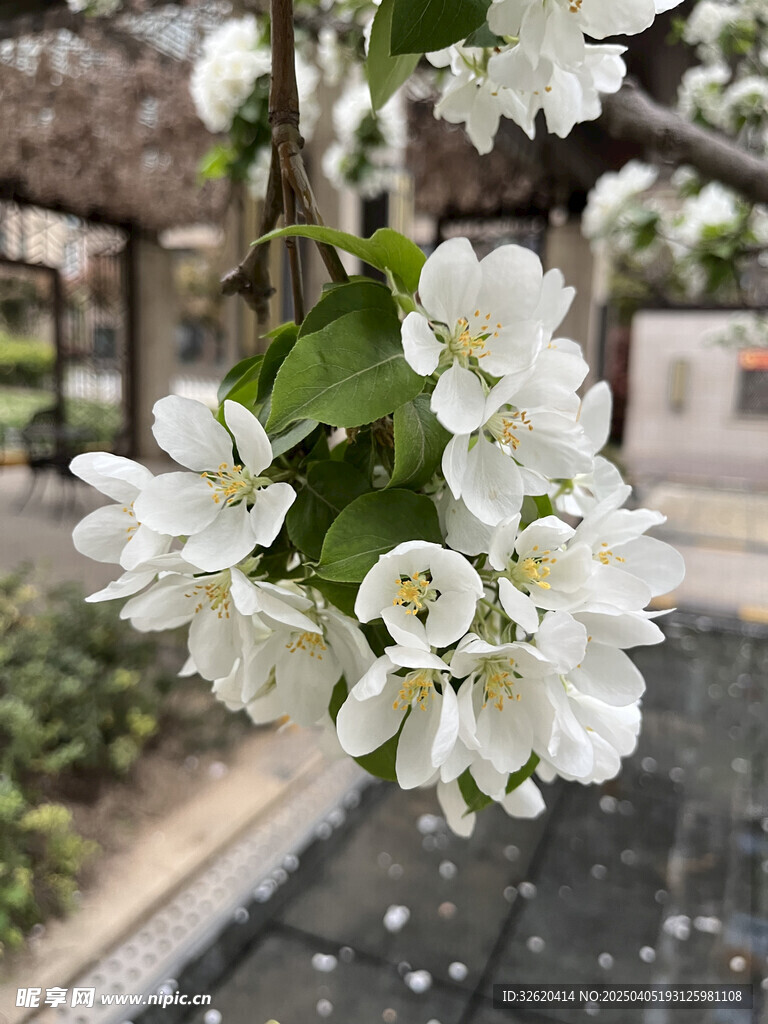 海棠花