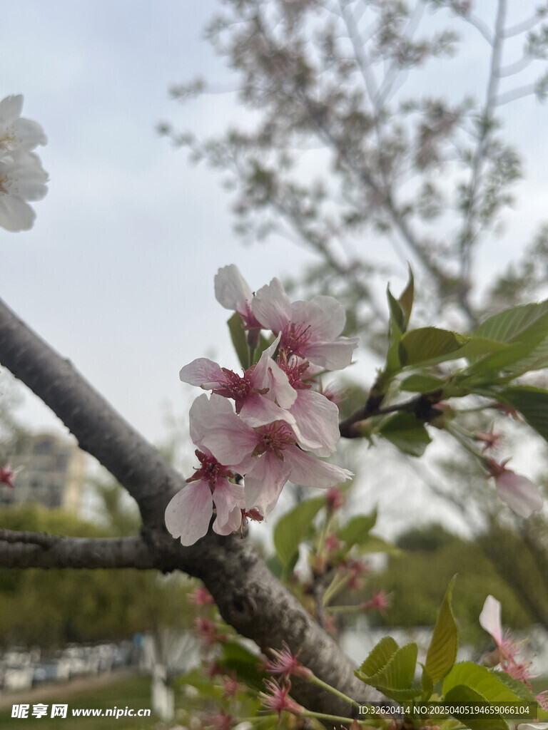 东京樱花