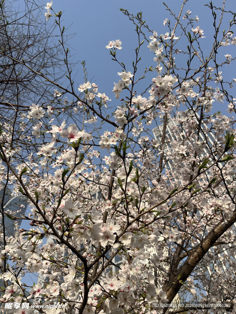 东京樱花