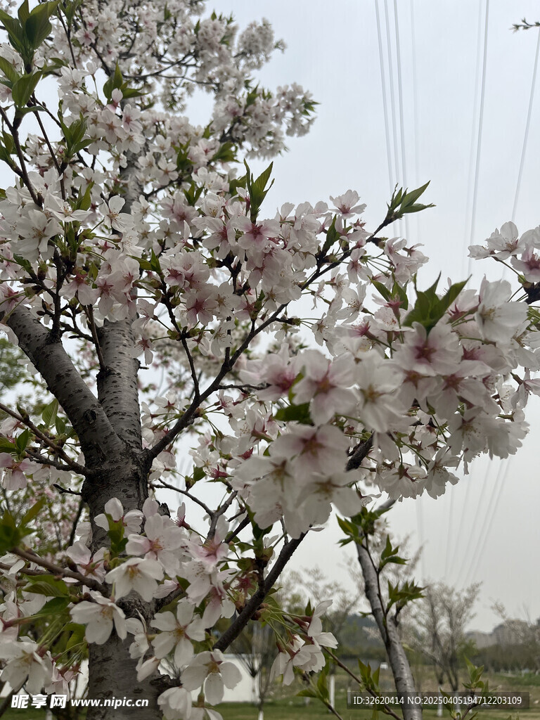 东京樱花