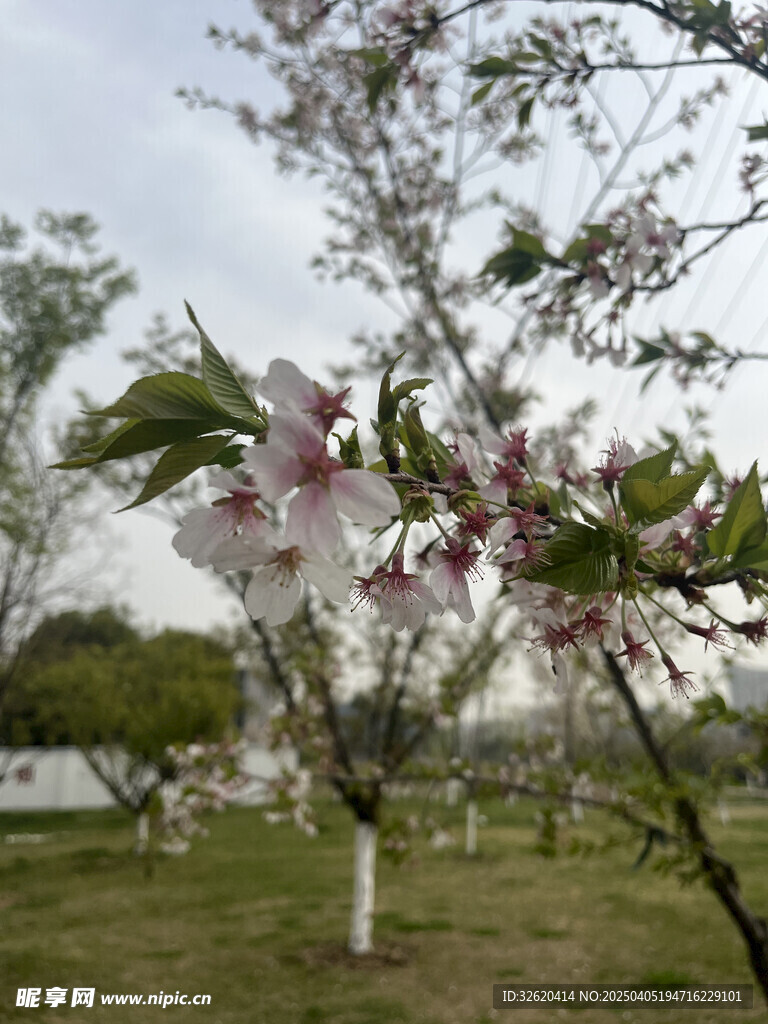 东京樱花