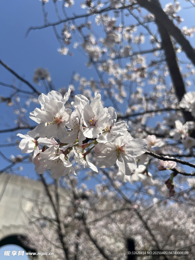 东京樱花