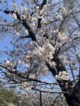 东京樱花