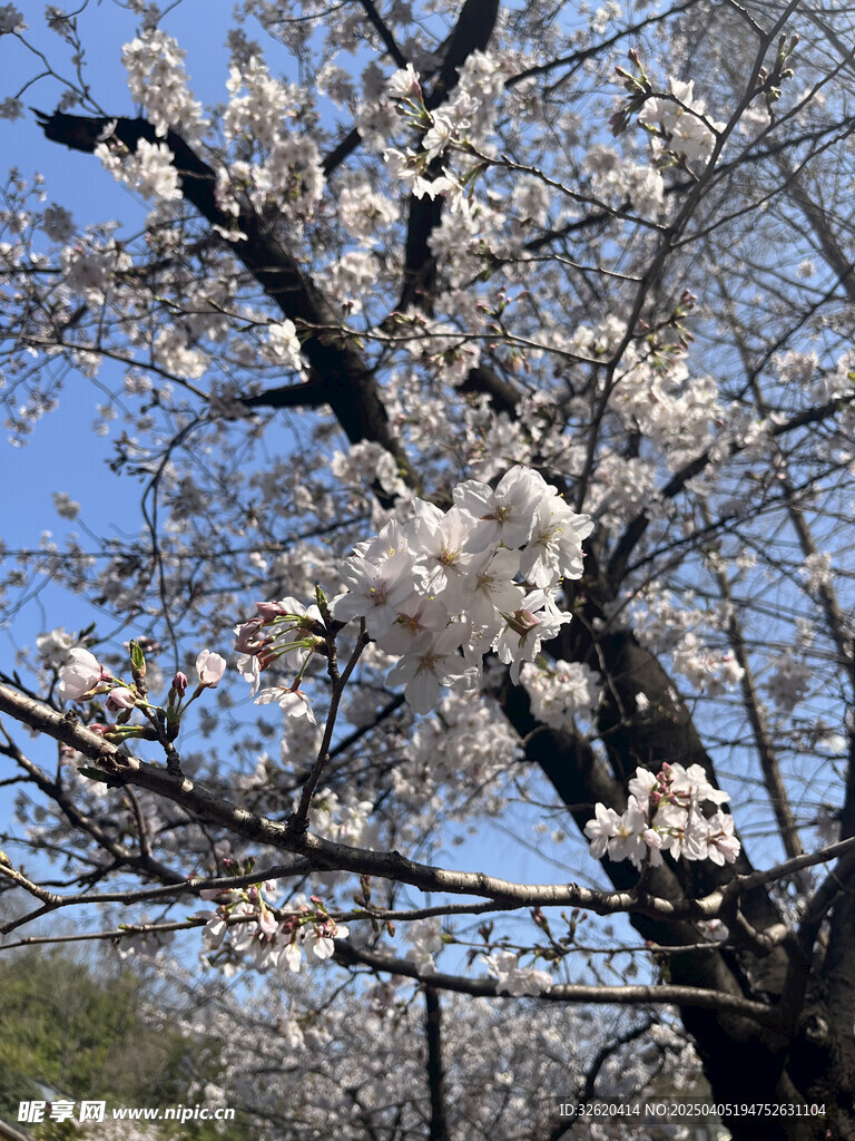 东京樱花