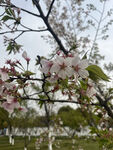 东京樱花