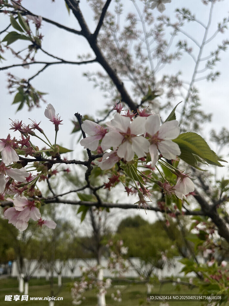 东京樱花