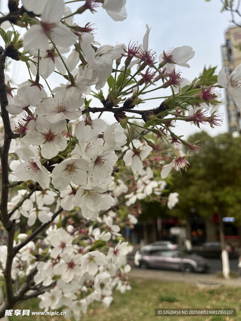 东京樱花
