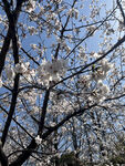 东京樱花