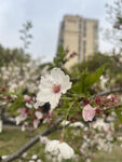 东京樱花