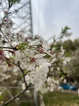 东京樱花