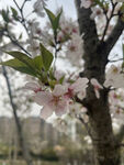 东京樱花