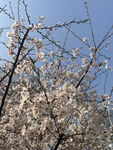东京樱花