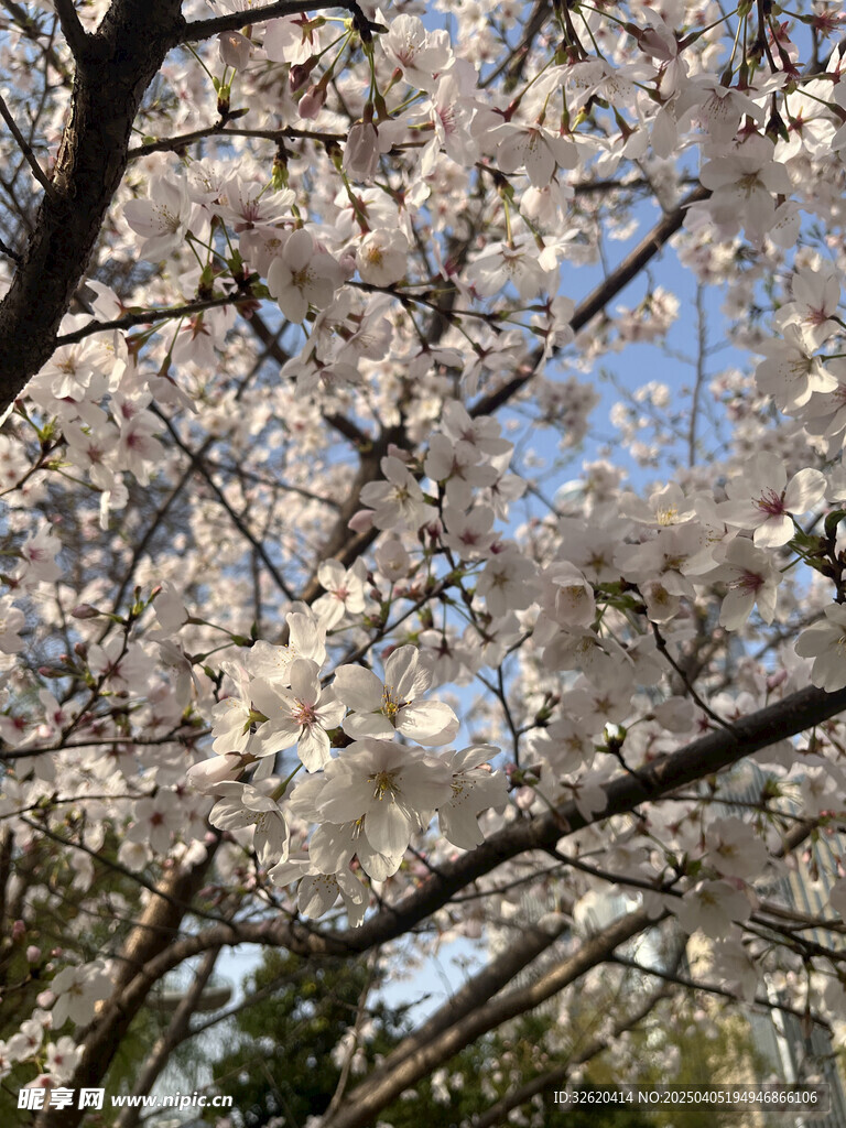 东京樱花