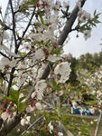 东京樱花
