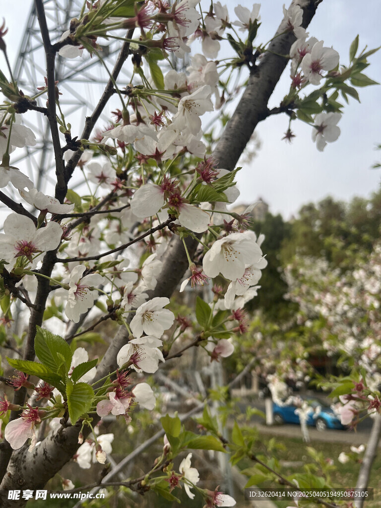 东京樱花