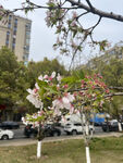 东京樱花