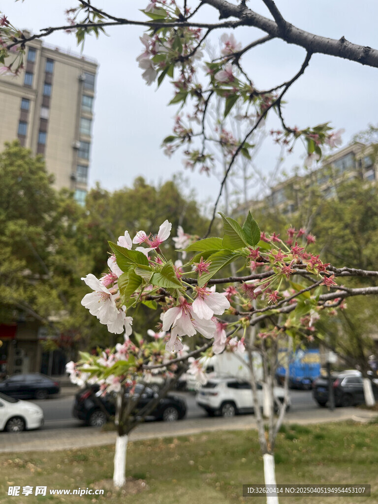 东京樱花