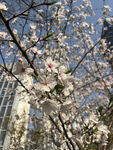 东京樱花