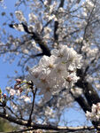 东京樱花
