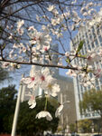 东京樱花