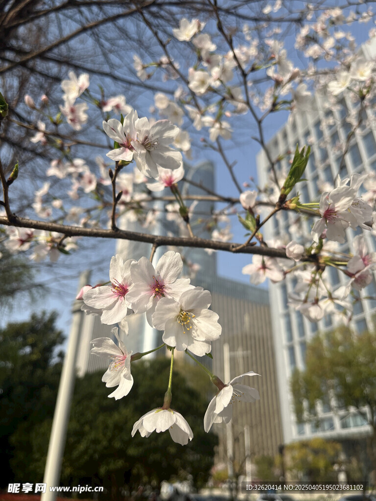东京樱花