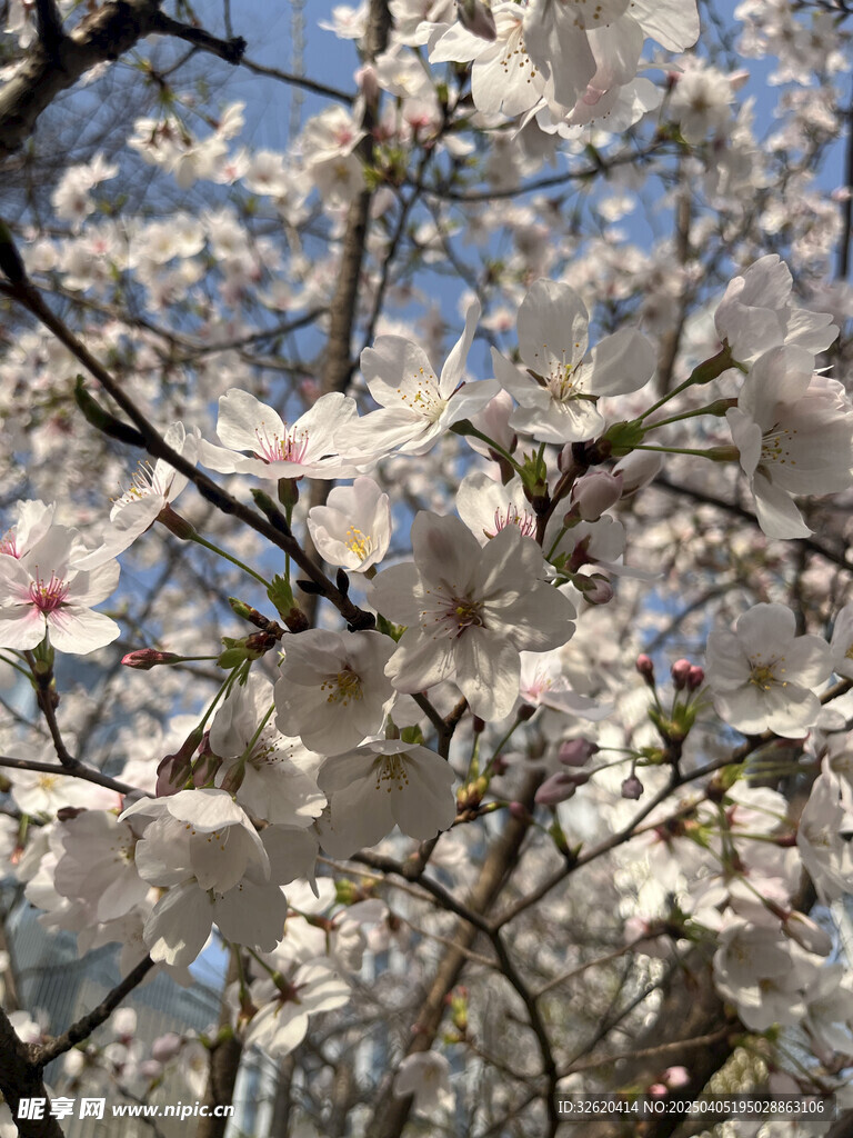 东京樱花