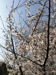 东京樱花