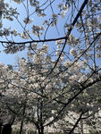 东京樱花