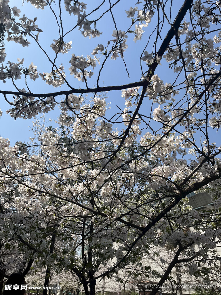 东京樱花