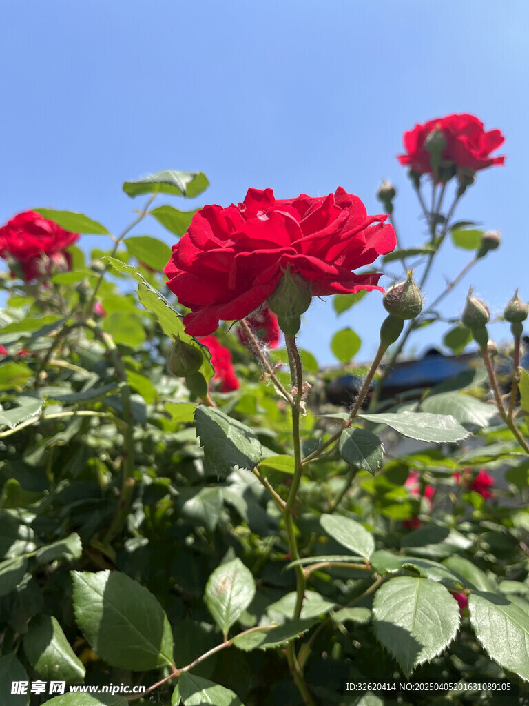 月季花