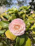山茶花