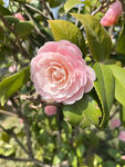山茶花