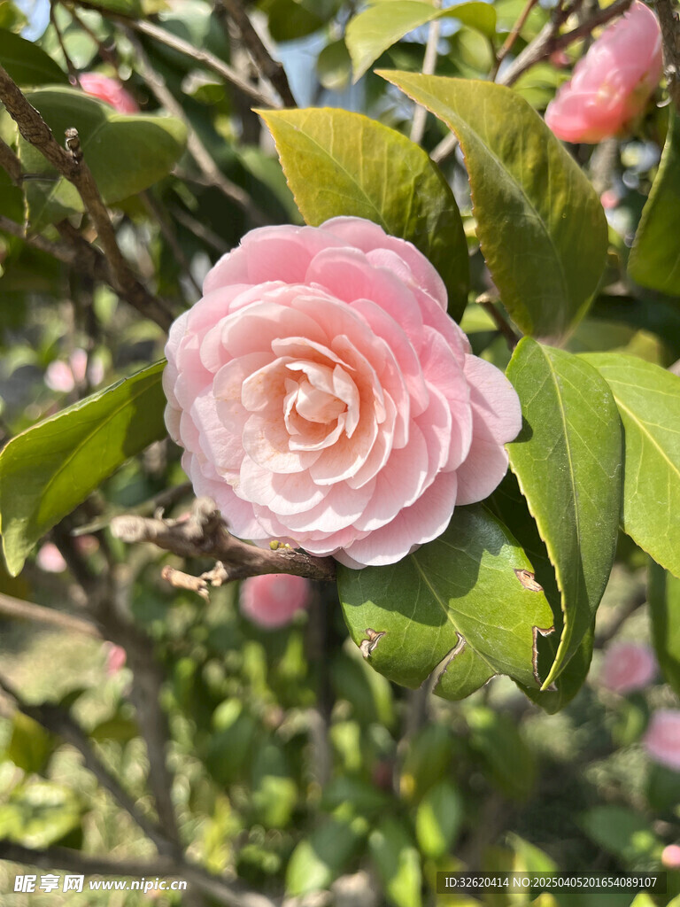 山茶花