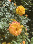月季花
