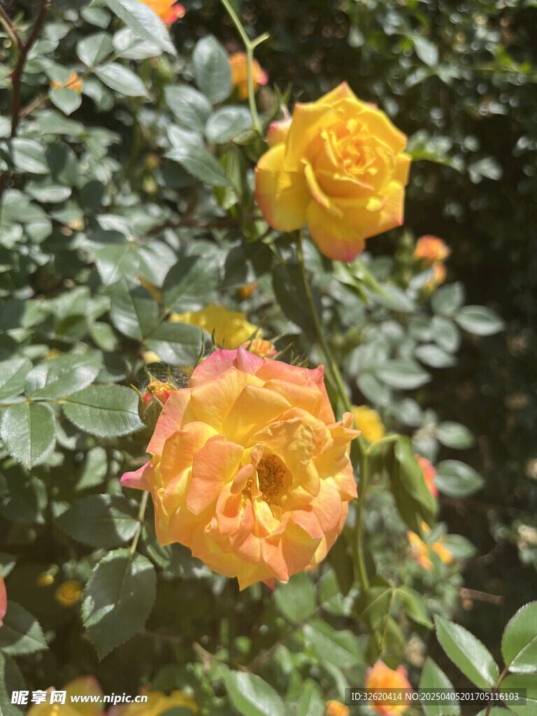 月季花