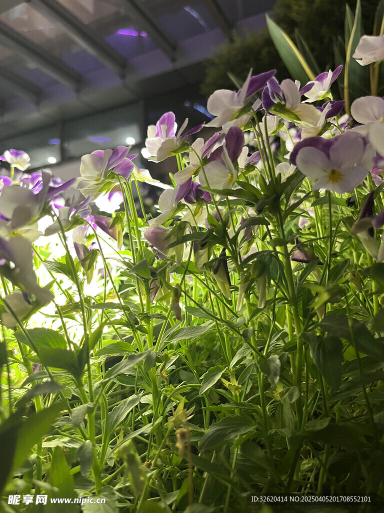 三色堇