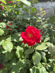 月季花