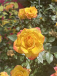月季花