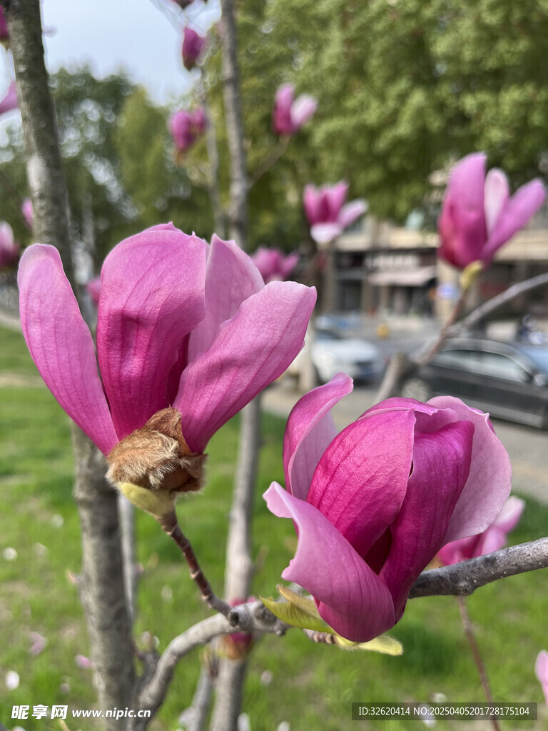 玉兰