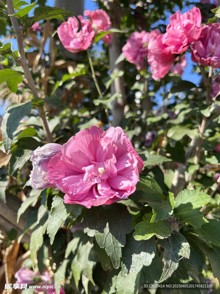 木槿花