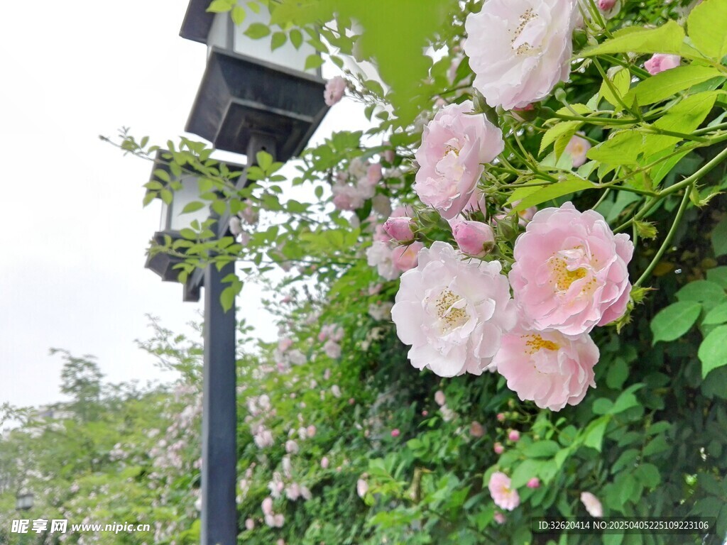 蔷薇花