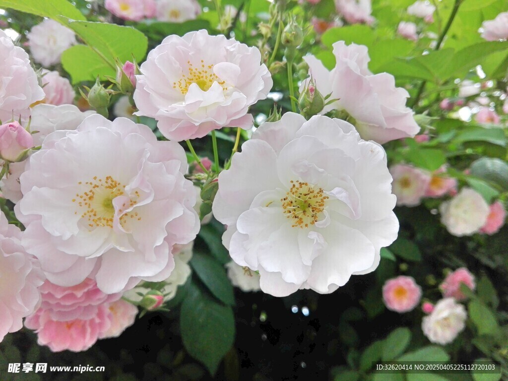 蔷薇花