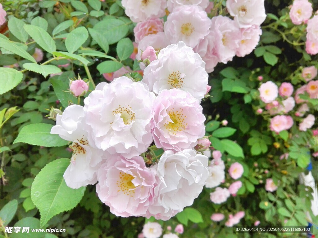 蔷薇花