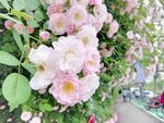 蔷薇花