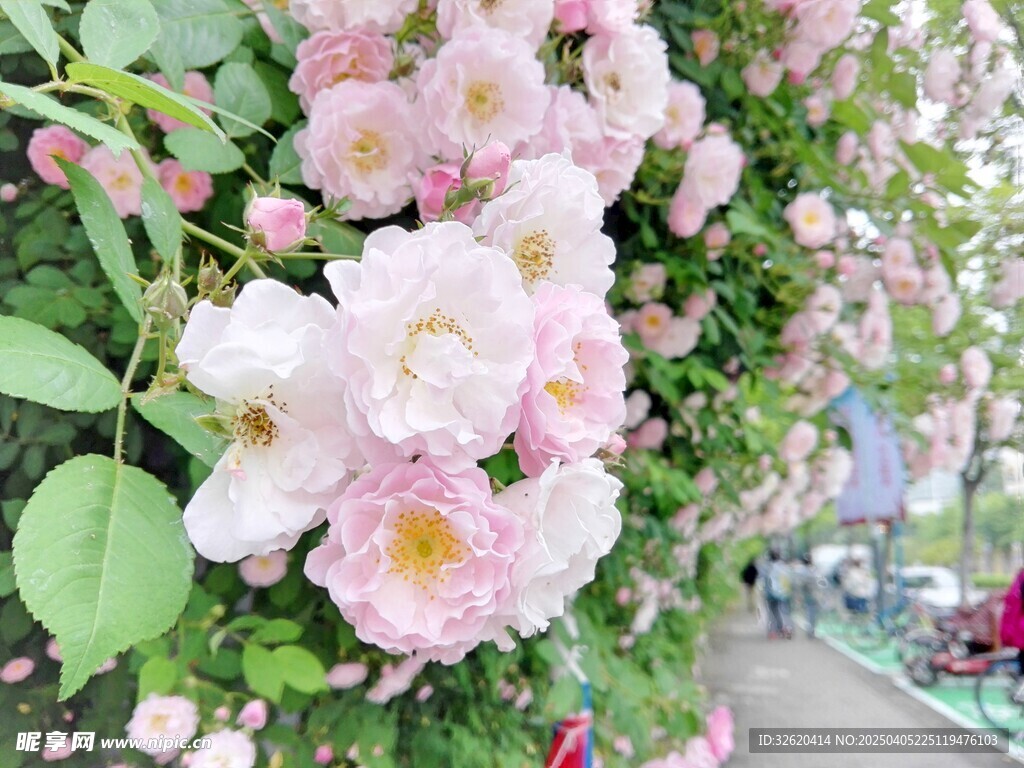 蔷薇花
