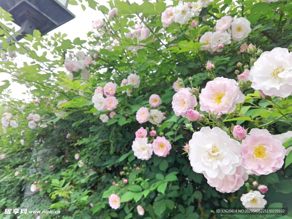 蔷薇花
