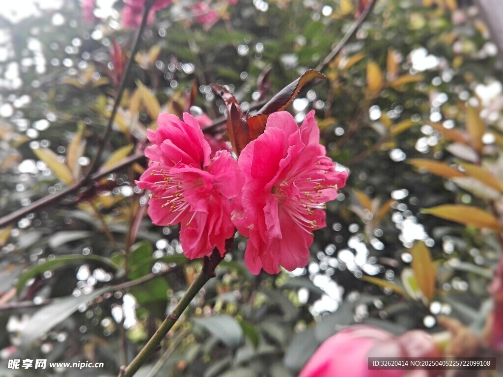 桃花
