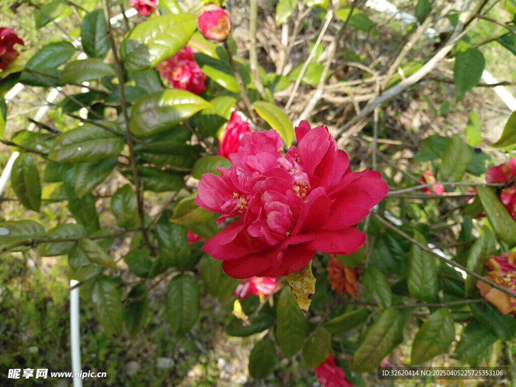 桃花