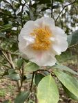 山茶花